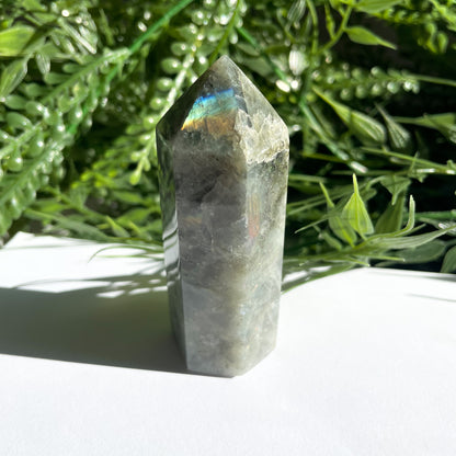 POINTE LABRADORITE n*1