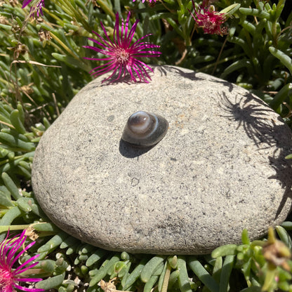 AGATE CYCLOPE / OEIL DE SHIVA